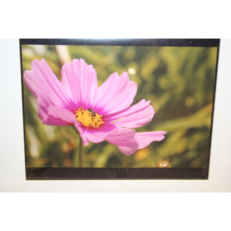 16 x 13 Framed Picture