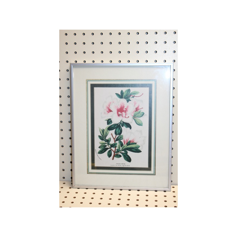 11.5 x 14.5 Framed Print AZALEA INDICA VAN GEERT
