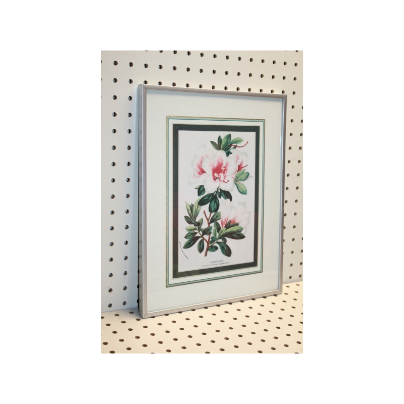 11.5 x 14.5 Framed Print AZALEA INDICA VAN GEERT