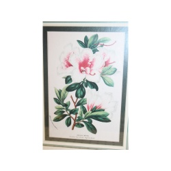 11.5 x 14.5 Framed Print AZALEA INDICA VAN GEERT