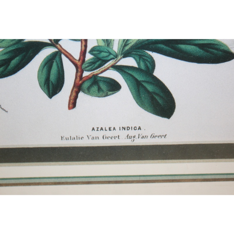 11.5 x 14.5 Framed Print AZALEA INDICA VAN GEERT