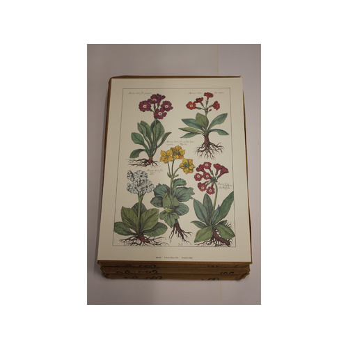 10" x 14" Art Print DB002 Floral Rose Selavy Ltd. London England Printed Italy