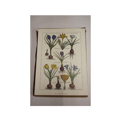 10" x 14" Art Print DB004 Floral Rose Selavy Ltd. London England Printed Italy