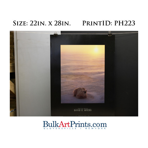 (22 x 28) Poster Art Prints PH223 DAVID E. MYERS POLAR BEAR