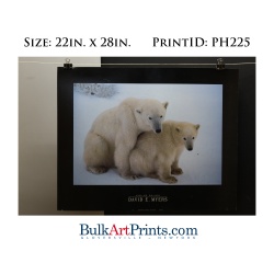 (22 x 28) Poster Art Prints PH225 DAVID E. MYERS POLAR BEARS
