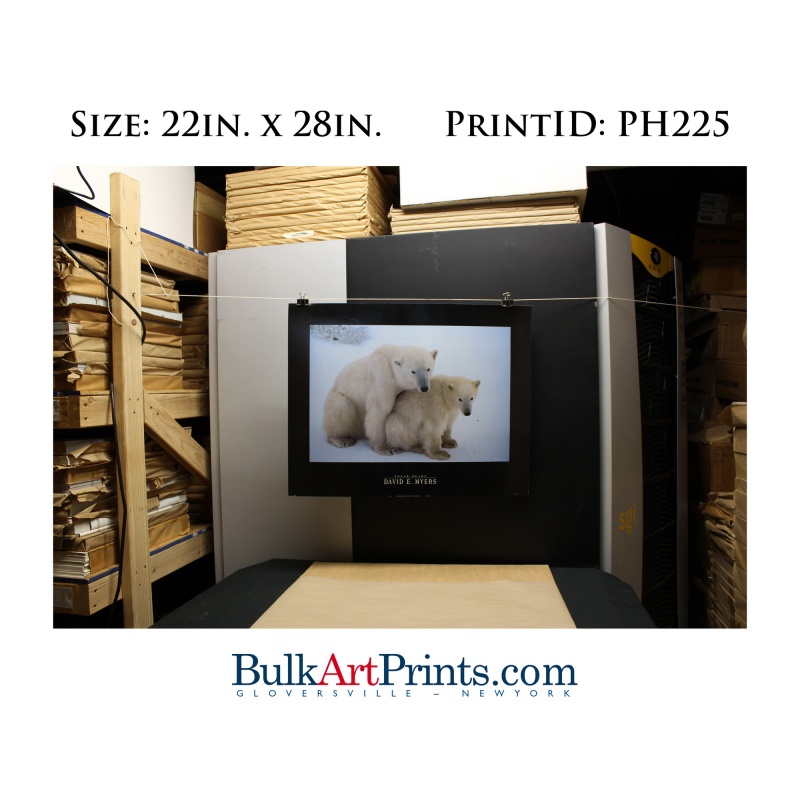 (22 x 28) Poster Art Prints PH225 DAVID E. MYERS POLAR BEARS