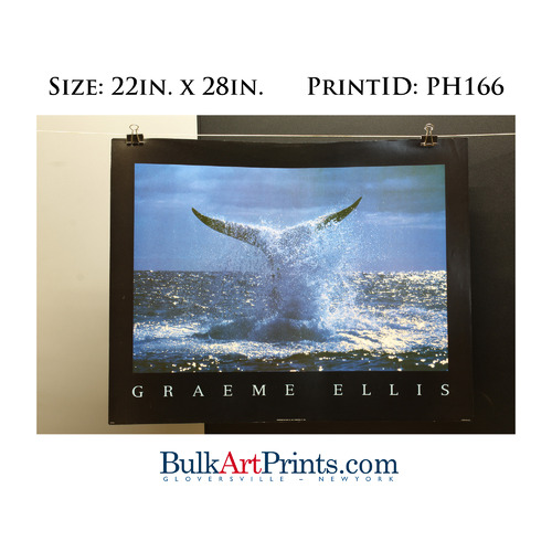 (22 x 28) Poster Art Prints PH166 Graeme Ellis Whale