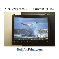 (22 x 28) Poster Art Prints PH166 Graeme Ellis Whale