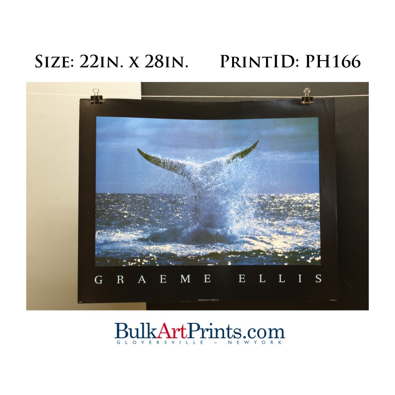 (22 x 28) Poster Art Prints PH166 Graeme Ellis Whale