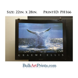 (22 x 28) Poster Art Prints PH166 Graeme Ellis Whale