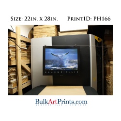 (22 x 28) Poster Art Prints PH166 Graeme Ellis Whale