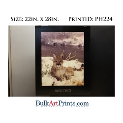 Sample-(22 x 28) Poster Art Prints PH224 Denver A. Bryan Mountain Lion Kitten