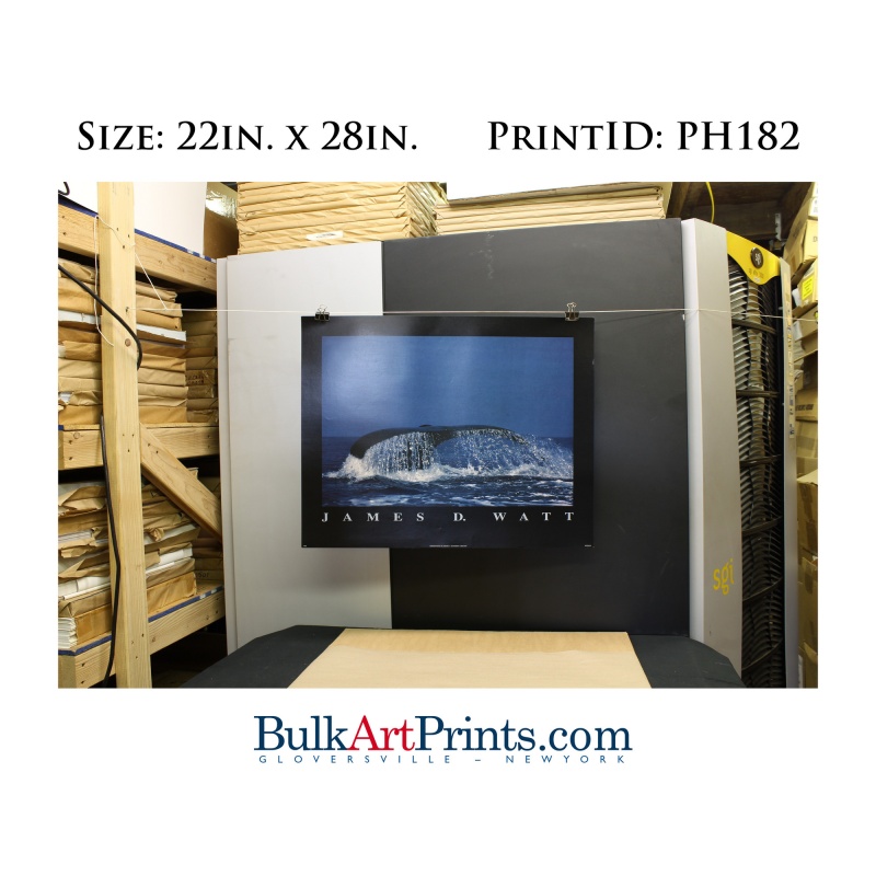(22 x 28) Poster Art Prints PH182 James D. Watt Whale Tail Fin