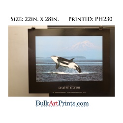 (22 x 28) Poster Art Prints PH230 Kenneth Balcomb Killer Whale