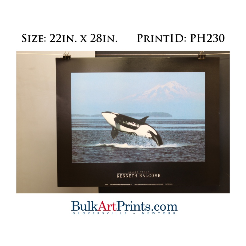 (22 x 28) Poster Art Prints PH230 Kenneth Balcomb Killer Whale
