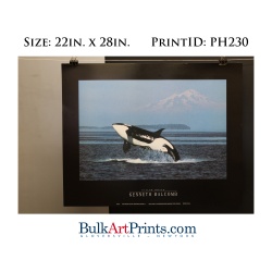 (22 x 28) Poster Art Prints PH230 Kenneth Balcomb Killer Whale