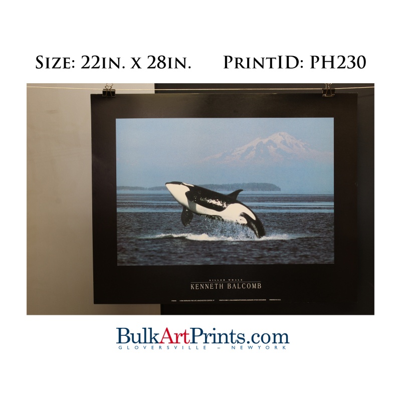 (22 x 28) Poster Art Prints PH230 Kenneth Balcomb Killer Whale