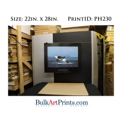 (22 x 28) Poster Art Prints PH230 Kenneth Balcomb Killer Whale