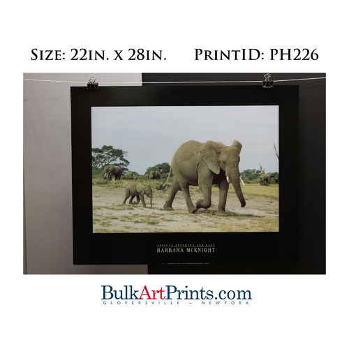 (22 x 28) Poster Art Prints PH226 Barbara McKnight Elephants