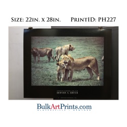 (22 x 28) Poster Art Prints PH227 Denver Bryan African Lioness & Cub