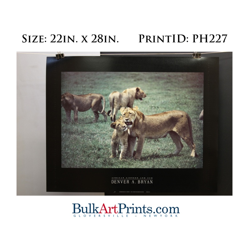 (22 x 28) Poster Art Prints PH227 Denver Bryan African Lioness & Cub
