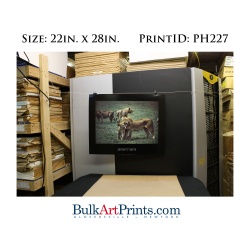 (22 x 28) Poster Art Prints PH227 Denver Bryan African Lioness & Cub