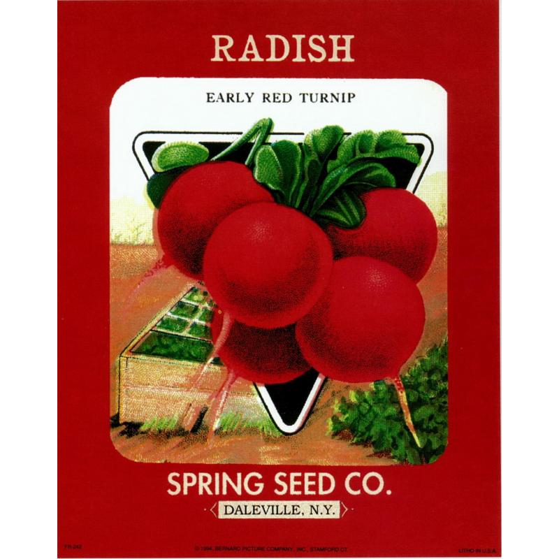 (8 x 10) Art Print FR242 Bernard Picture Co. Radish Spring Seed Co. Daleville NY