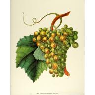 (11 x 14) Art Print AP001 Rose Selavy Ltd. Grapes on Vine - Printed in Italy