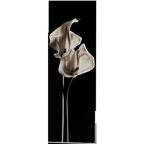 (5 x 15) Art Print HH0454 Michael Harrison Lillies