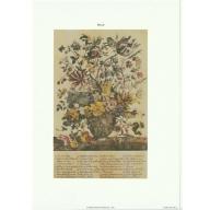 (6 x 8) Art Print FL116 Bernard Picture Co. Flowers of the Month - May