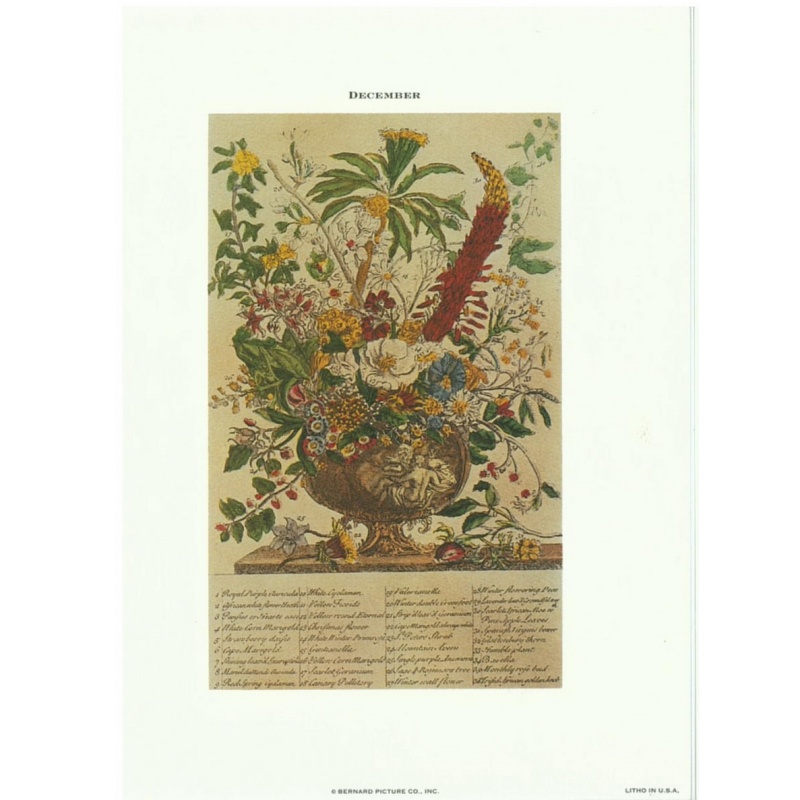 Lot of 8 (6 x 8) Art Print FL123 Bernard Picture Co. - Flowers of the Month - December