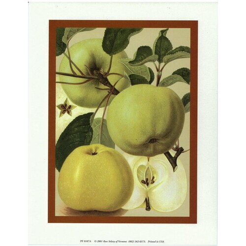(7 x 9) Art Print PF0107A Rose Selavy Ltd. Apples