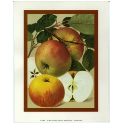(7 x 9) Art Print PF0108A Rose Selavy Ltd. Apples
