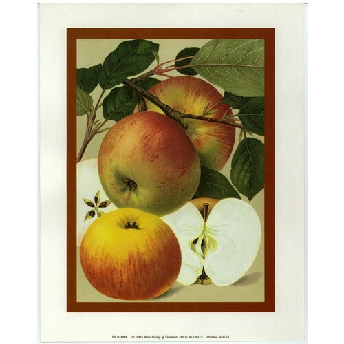 (7 x 9) Art Print PF0108A Rose Selavy Ltd. Apples