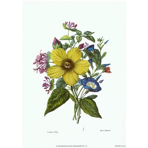 (6 x 8) Art Print FL558 Bernard Fine Art Floral