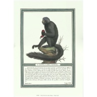 (10 x 14) Art Print HU004 Rose Selavy Ltd. - Monkey Print of Engraving c. 1799 Printed in Italy