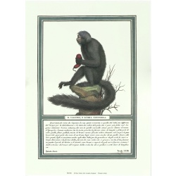 (10 x 14) Art Print HU004 Rose Selavy Ltd. - Monkey Print of Engraving c. 1799 Printed in Italy