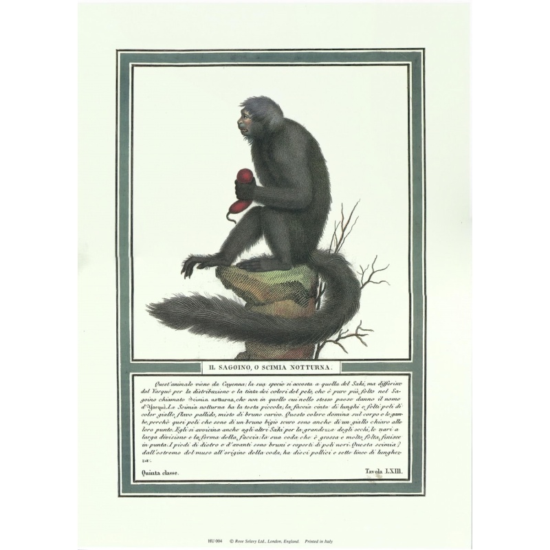 (10 x 14) Art Print HU004 Rose Selavy Ltd. - Monkey Print of Engraving c. 1799 Printed in Italy
