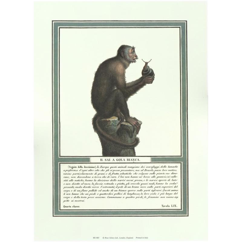 (10 x 14) Art Print HU003 Rose Selavy Ltd. Monkey Print of Engraving c. 1799 Pri