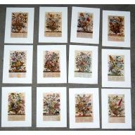 Lot of 12 Art Prints 9 x 12 Flowers of the Month 