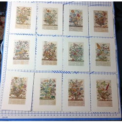 Lot of 12 Art Prints 9 x 12 Flowers of the Month