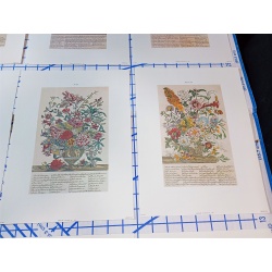 Lot of 12 Art Prints 9 x 12 Flowers of the Month
