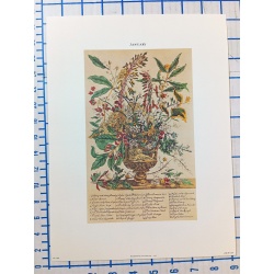 Lot of 12 Art Prints 9 x 12 Flowers of the Month