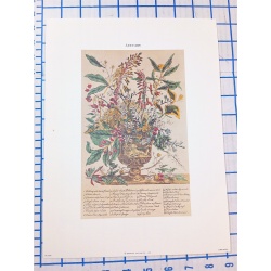 Lot of 12 Art Prints 9 x 12 Flowers of the Month