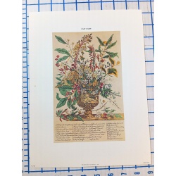Lot of 12 Art Prints 9 x 12 Flowers of the Month