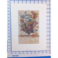 Lot of 12 Art Prints 9 x 12 Flowers of the Month