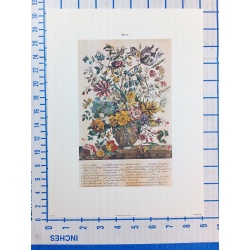 Lot of 12 Art Prints 9 x 12 Flowers of the Month