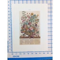 Lot of 12 Art Prints 9 x 12 Flowers of the Month