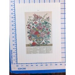 Lot of 12 Art Prints 9 x 12 Flowers of the Month