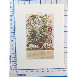 Lot of 12 Art Prints 9 x 12 Flowers of the Month